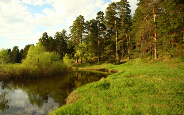 Сосновый лес
