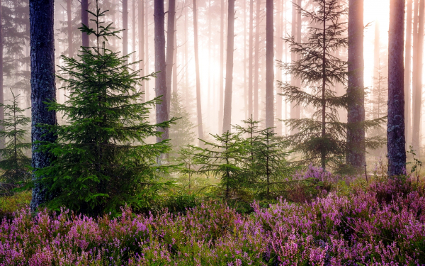 Туман в лесу