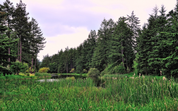 Лес речка камыши