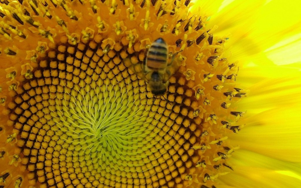 Пчела на цветущем подсолнухе