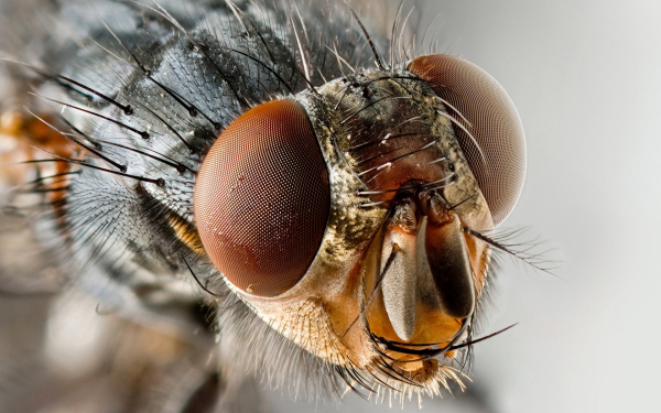 Голова стрекозы