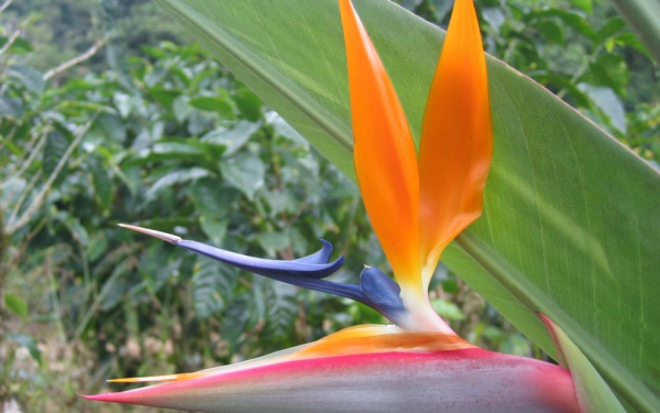 Официальный цветок Лос-Анджелеса