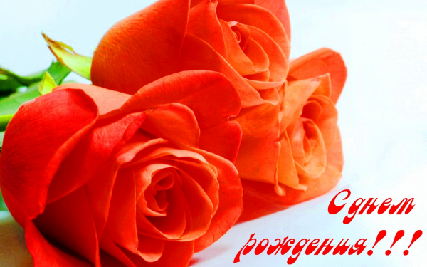 Картинка розы день рождения