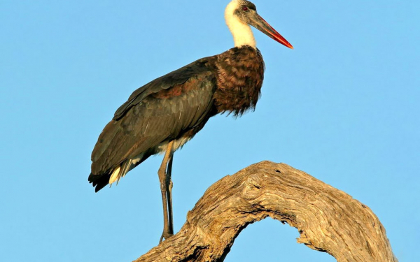 Аист белошейный