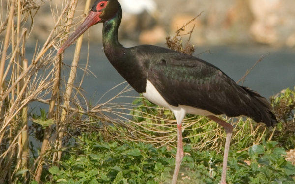 Африканский черный аист