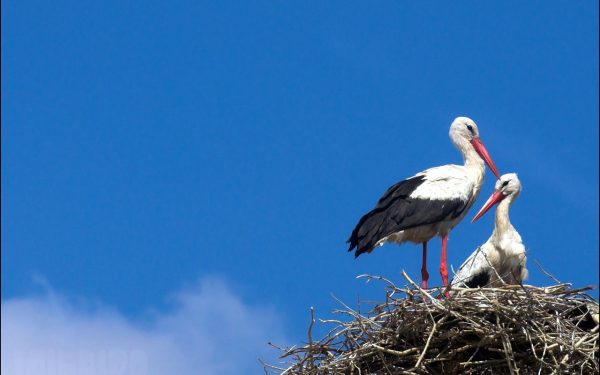 Аисты построили гнездо