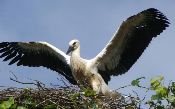 Аист машет крыльями