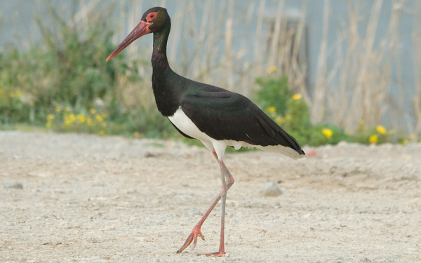 Черный аист