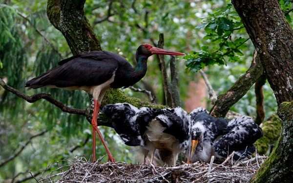 Черный аист с птенцами