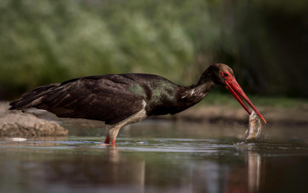 Черный аист поймал рыбу