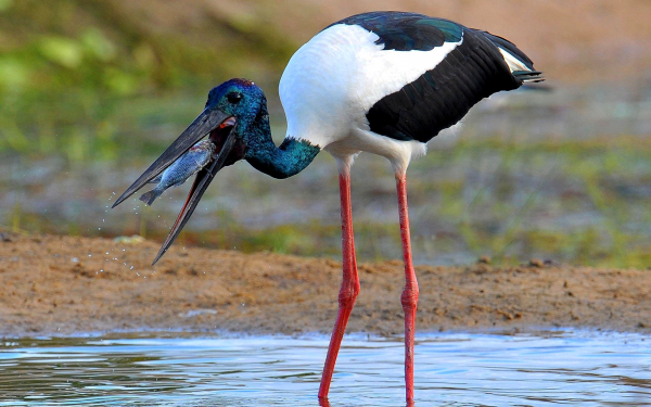 Азиатский аист ябиру