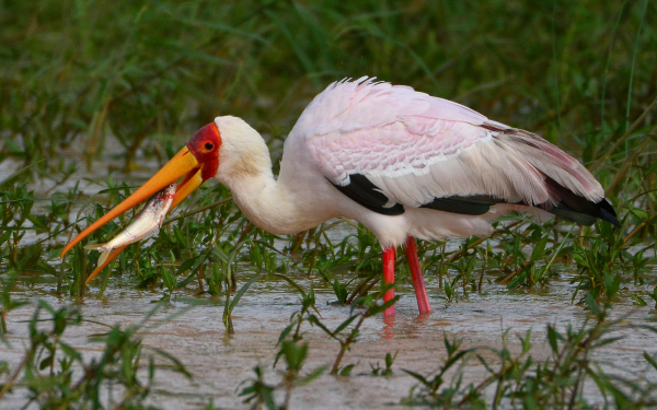 Аист клювач поймал рыбу