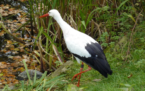 Белый аист около пруда