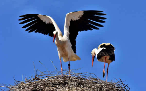 Аисты свили гнездо