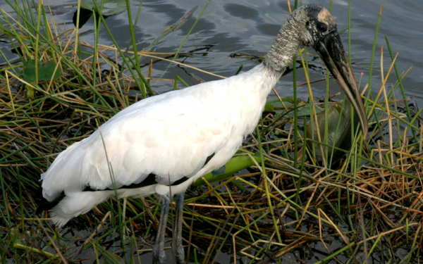 Американский аист клювач