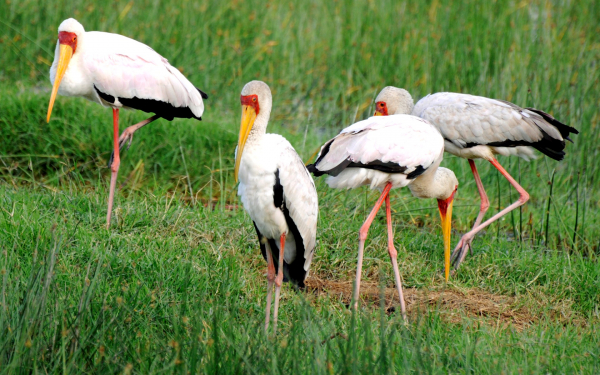 Африканские аисты клювачи