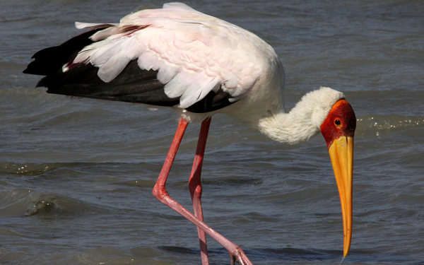 Африканский Аист клювач