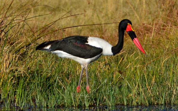 Африканский аист ябиру