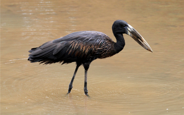 Африканский аист-разиня
