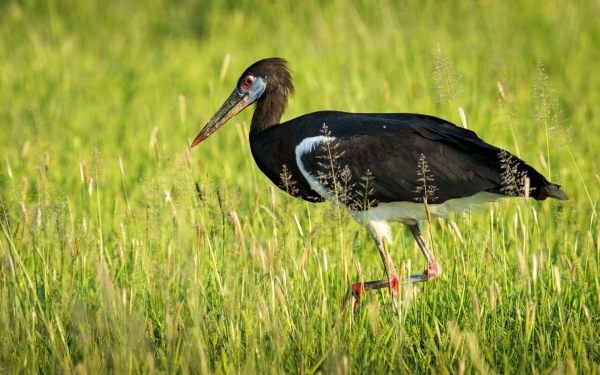Белобрюхий аист