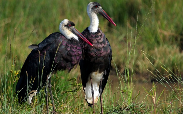 Белошейные аисты