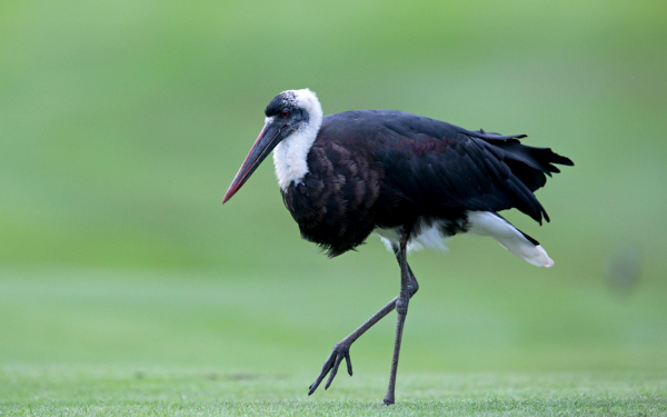 Белошейный аист