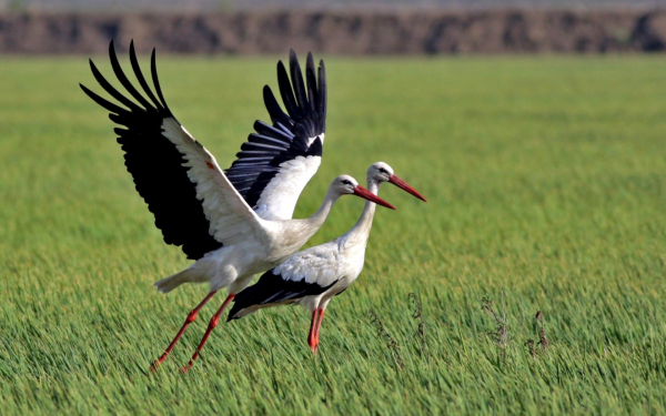 Белые аисты на поляне