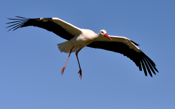 Белый аист в полете