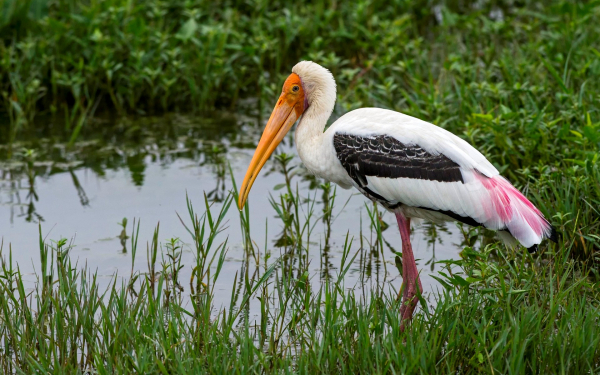Индийский аист клювачь