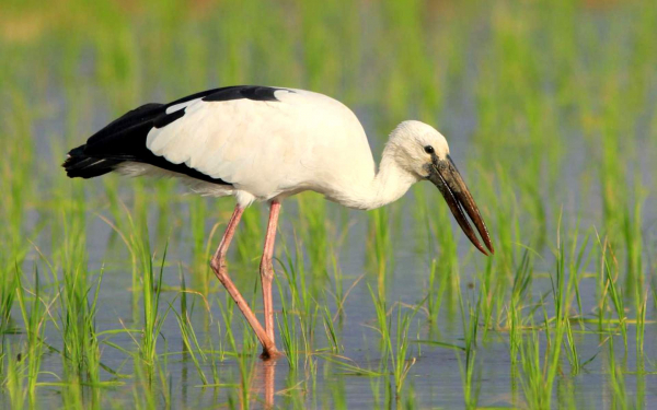 Индийский аист-разиня