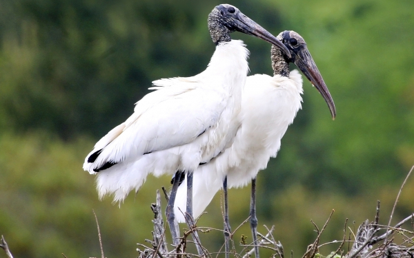 Пара американских клювачей