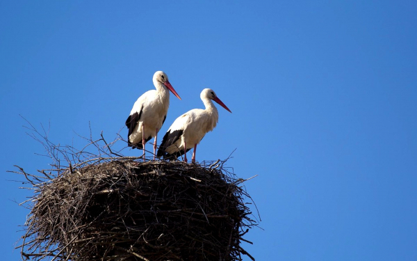 Пара белых аистов на гнезде