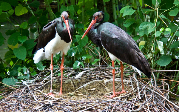 Пара черных аистов на гнезде
