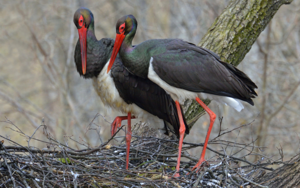 Черные аисты строят гнездо