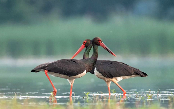 Пара черных аистов
