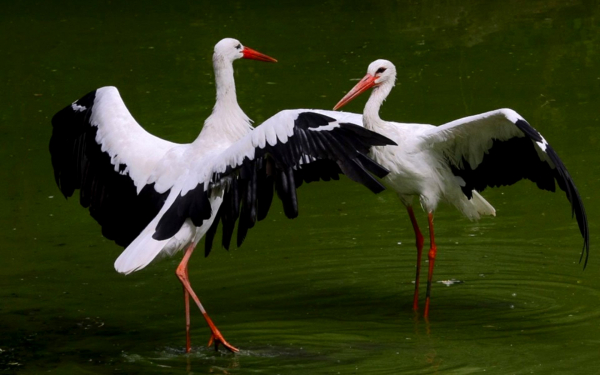 Танец аистов