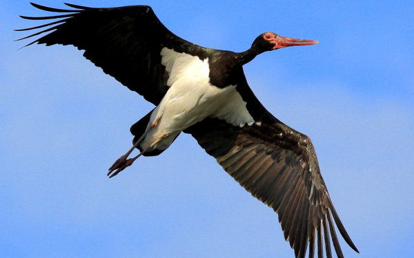 Черный аист в полете