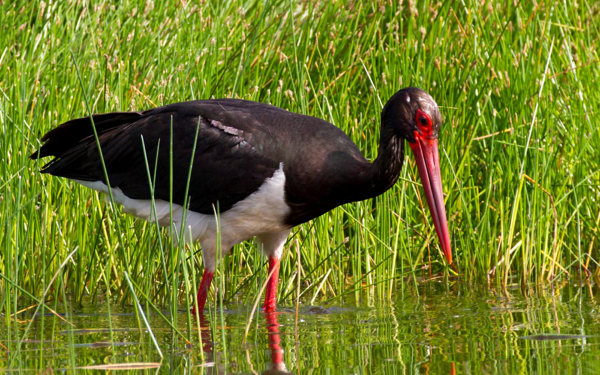 Черный аист ловит рыбу