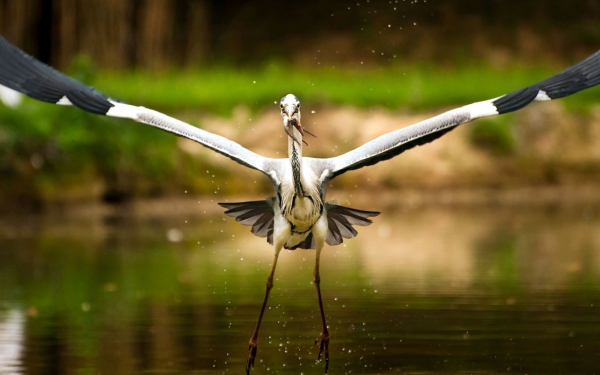 Аист поймал рыбу