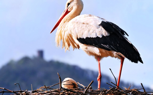 Аисты в гнезде