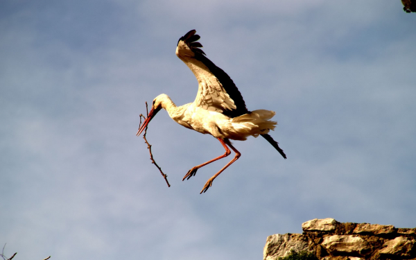 Аист строит гнездо