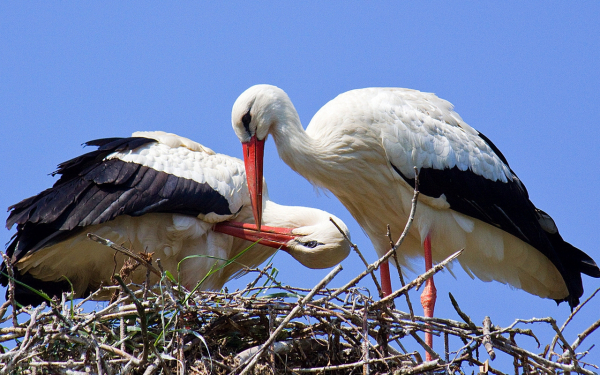 Два аиста в гнезде