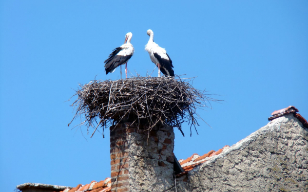 Пара аистов в гнезде