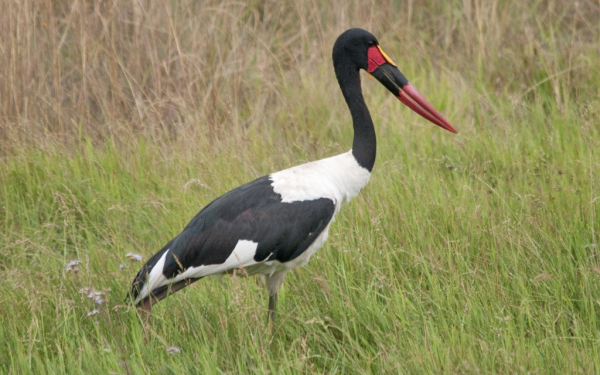 Бразильский аист ябиру