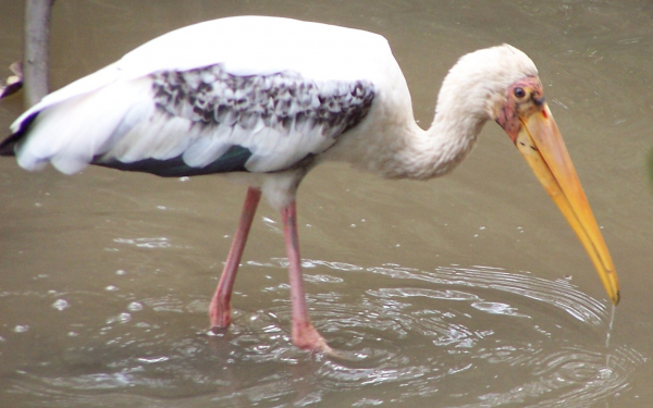 Аист африканский клювач