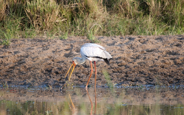 Африканский аист клювач