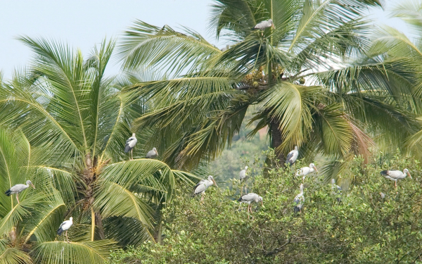 Индийские аисты разини