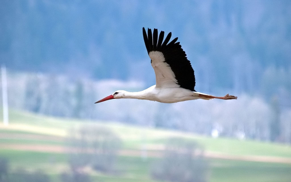 Аист в полете
