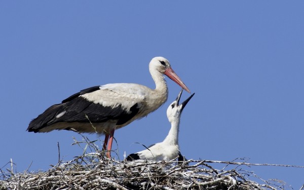 Белый аист кормит птенца