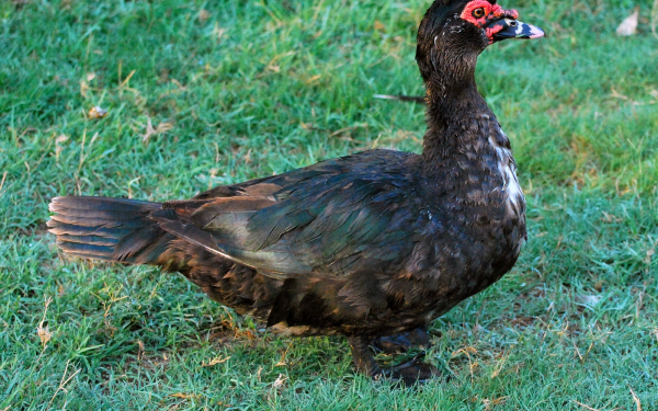 Черная утка